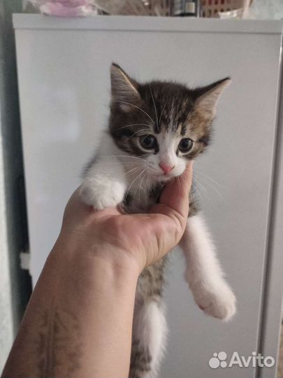 Отдам котят в добрые руки