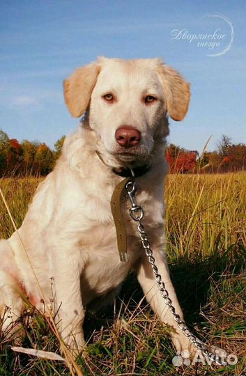 Дакар ищет любящих хозяев