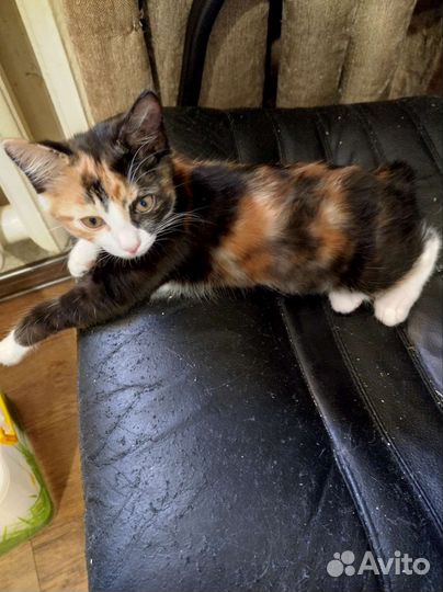 Курильский бобтейл