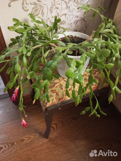 Цветок декабрист