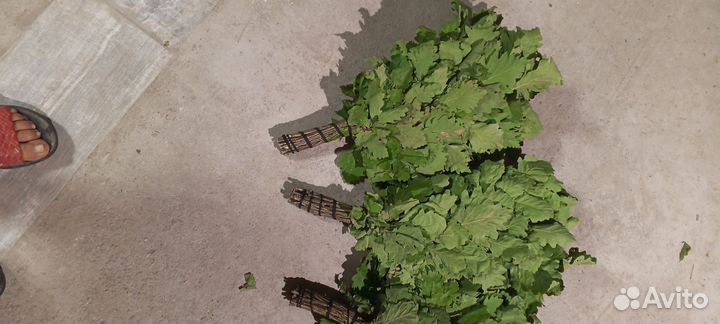 Веники для бани