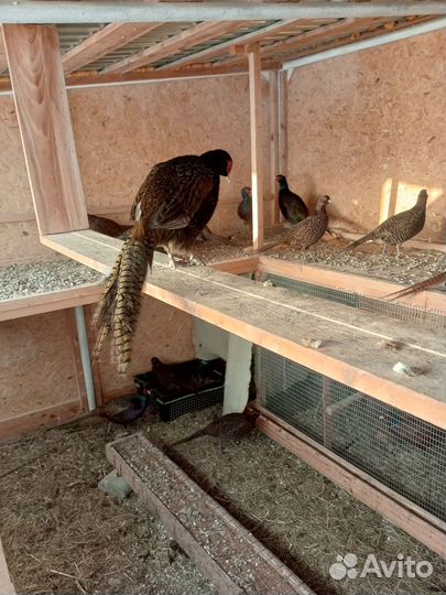 Фазаны голубые и лесные