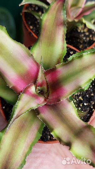 Криптантус