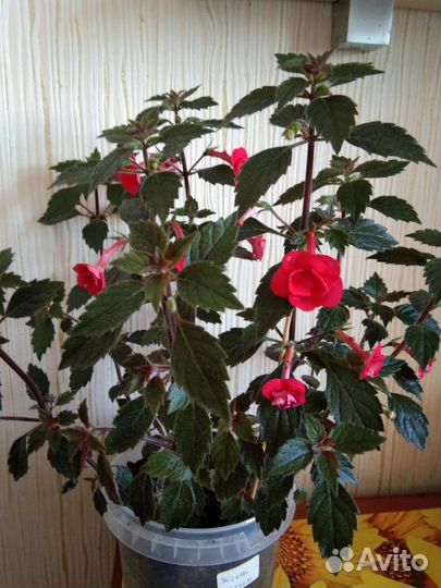 Фиалка Н- Аватар,ахименесы