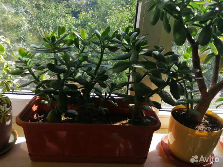 Комнатные цветы