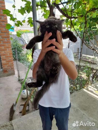 Кошка в дар бесплатно