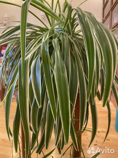 Хлорофитум