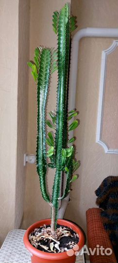 Молочай трехгранный