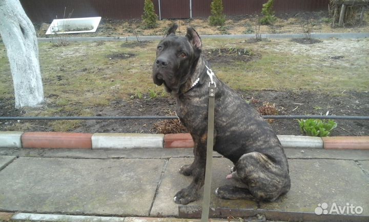 Дрессировка собак