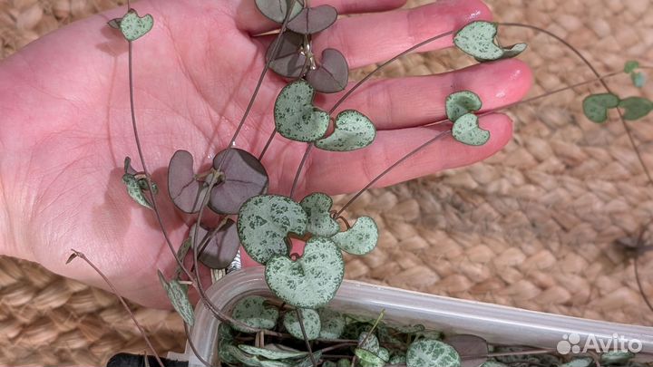 Церопегия вуда