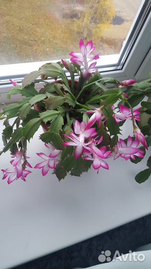 Комнатные цветы