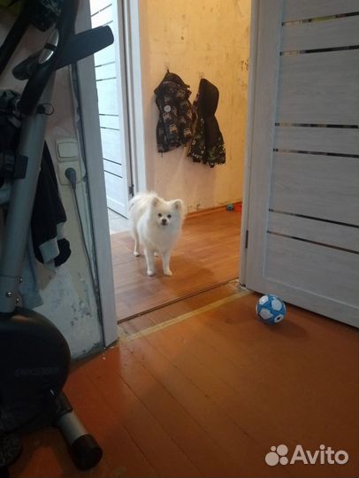 Немецкий шпиц