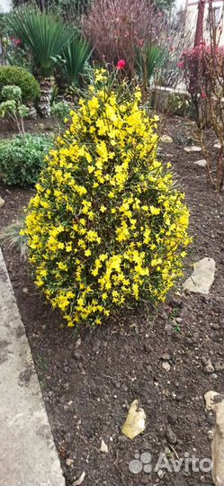 Жасмин голоцветковый