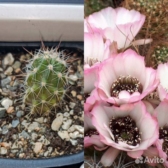 Кактусы сеянцы