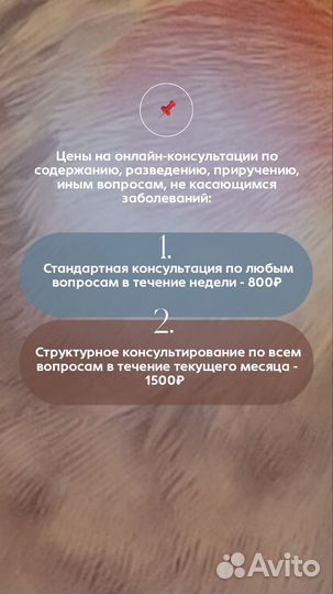 Врач-орнитолог, онлайн-консультирование