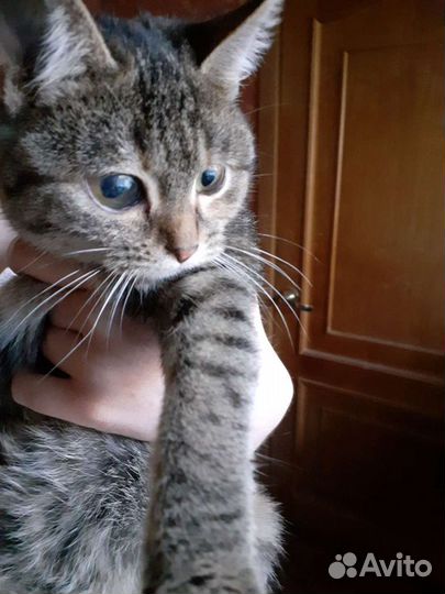 Молодая кошечка