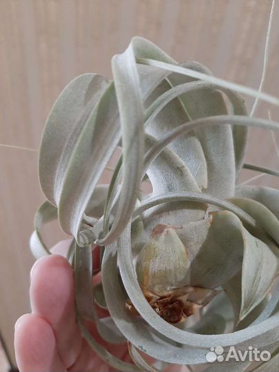 Тилландсия Ксерографика мини