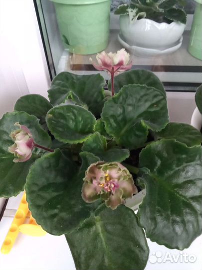 Фиалка в горшках