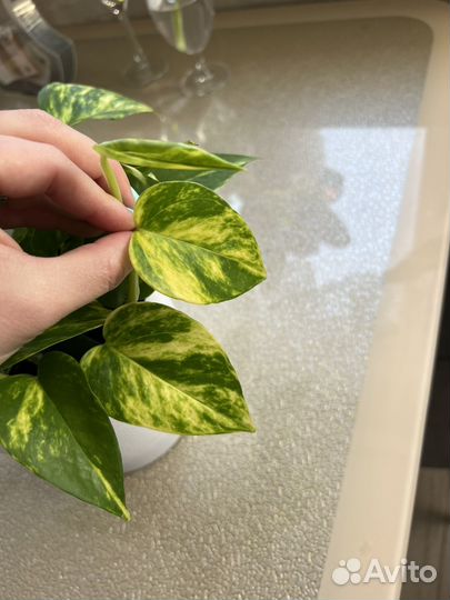 Сциндапсус