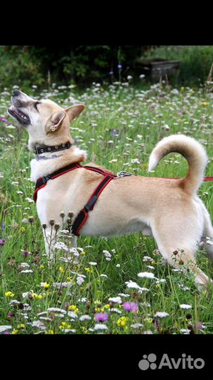 Собака в дар в добрые руки метис лайки