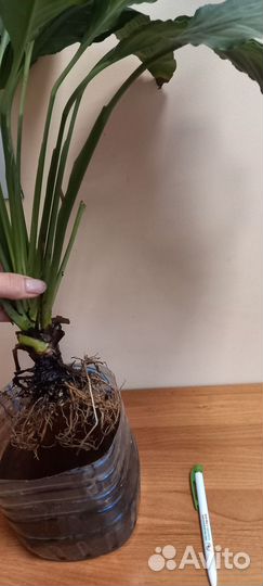 Спатифиллум