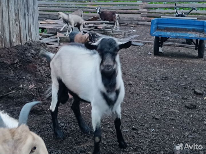 Англо нубийский козел