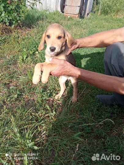 Щенки русская гончая с Родословной