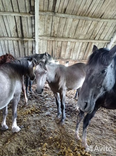Продам лошадей