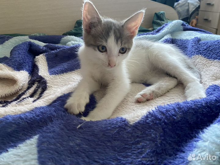 Котенок мальчик бесплатно