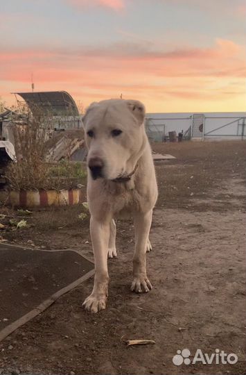 Кобель алабай сао вязка