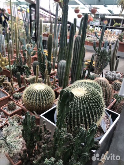 Репетитор по биологии, впр, огэ. Химия (8,9 класс)