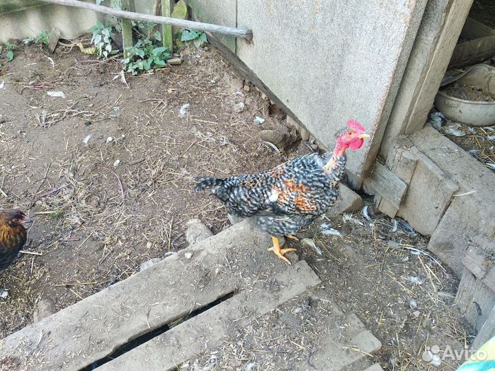 Молодые петухи