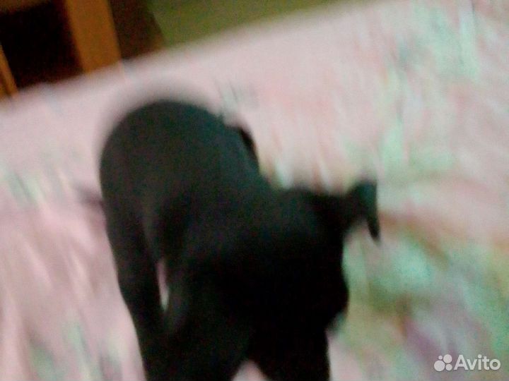 Той-терьер девочки