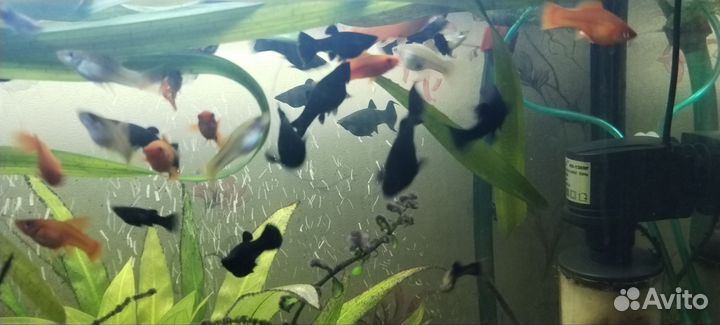 Продам меченосцев, черная молли и гуппи