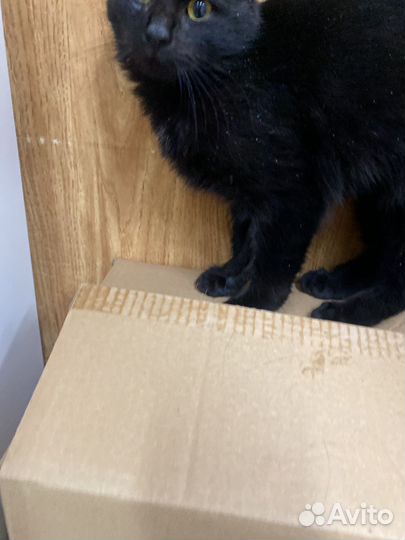 Которебенок