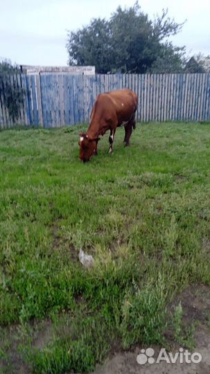 Корова стельная