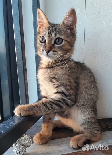 Спасите Кляксу