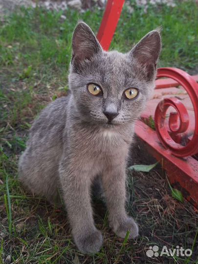 Котята в добрые руки бесплатно