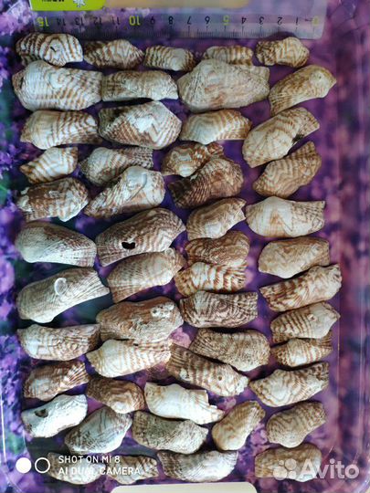 Ракушки