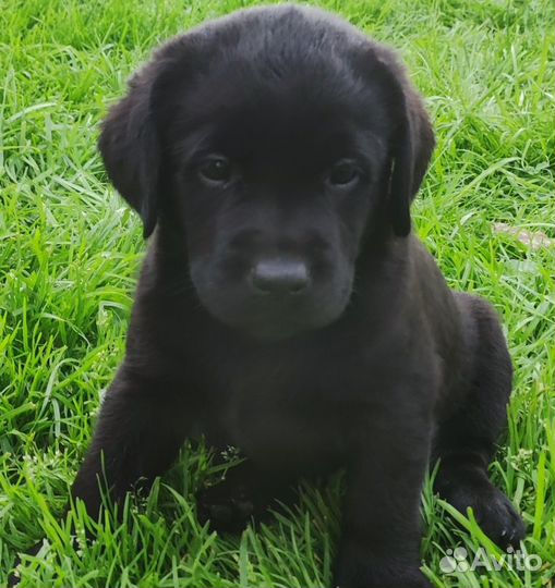 Щенки лабрадора