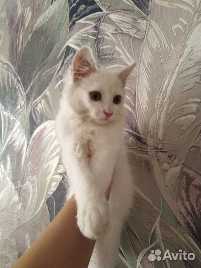 Кошка в дар