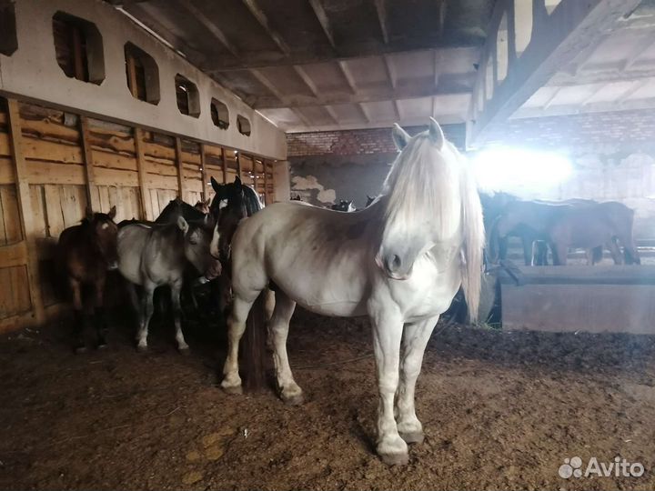 Лошади