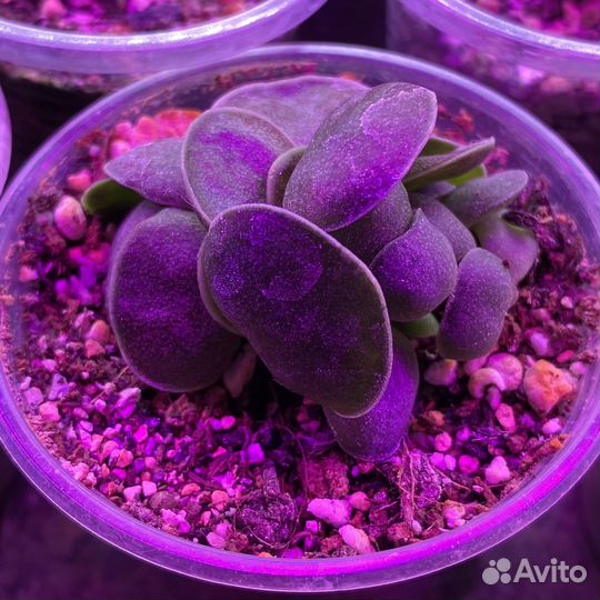 Суккуленты + алоэ