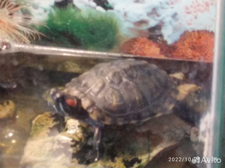 Красноухая черепаха бесплатно