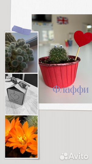 Кактусы и суккуленты