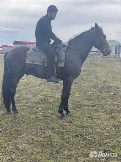 Продажа лошадей иноход