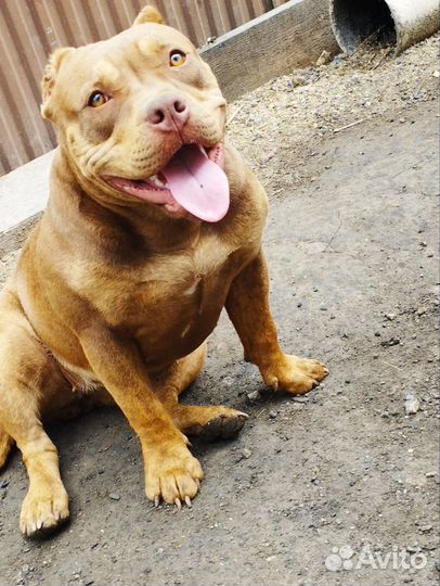 Щенки булли