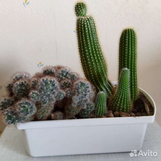 Кактусы и суккуленты