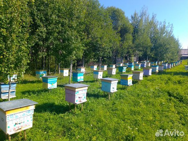Продам ульи для пчел