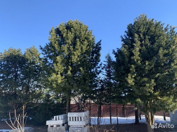 Кедр сибирский, европейский mix